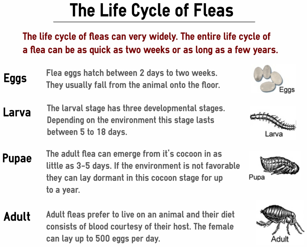 How To Get Rid Of Fleas For Good Puppy Leaks