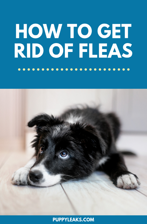 How to get rid of fleas on your dog
