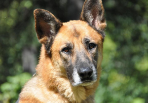 adoptable german shepherd