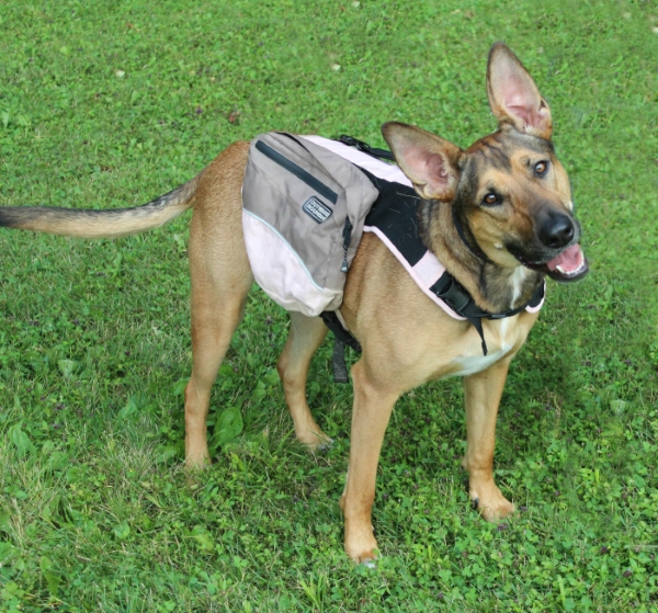 dog backpack outtakes