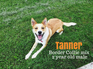 tanner border collie mix michigan