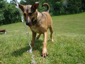 laika and the hose