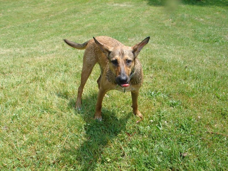 laika loves the hose