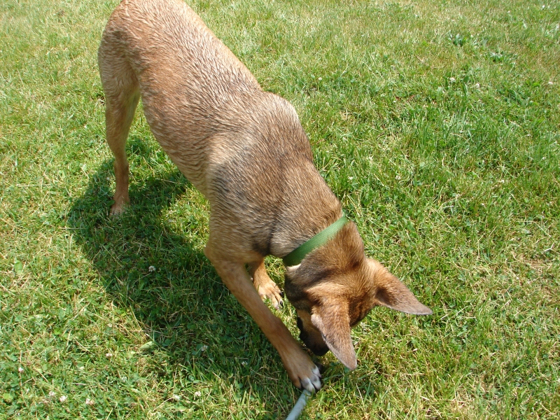 laika and the hose