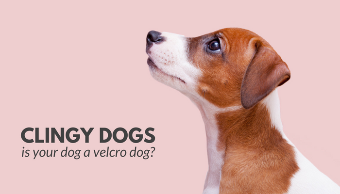 Clingy Dogs: Is Your Dog a Velcro Dog? - Puppy Leaks