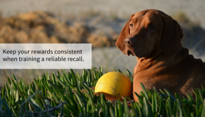 13 Simple Steps to Improve Your Dogs Recall - Puppy Leaks