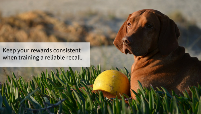 13 Simple Steps To Improve Your Dogs Recall Puppy Leaks