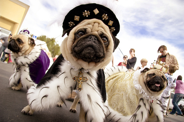 best dog halloween costume