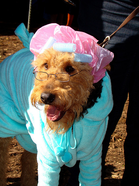 30 Amazing Dog Costumes for Halloween - Puppy Leaks