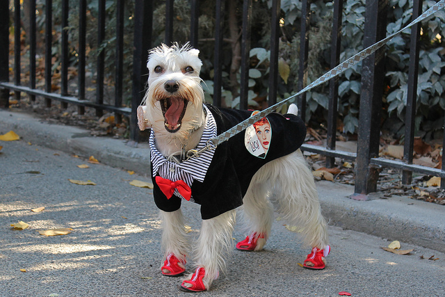 best dog costumes for halloween