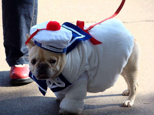 best dog halloween costume