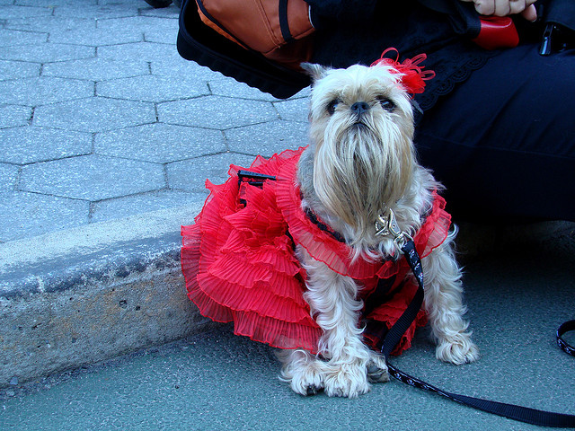 best dog halloween costumes