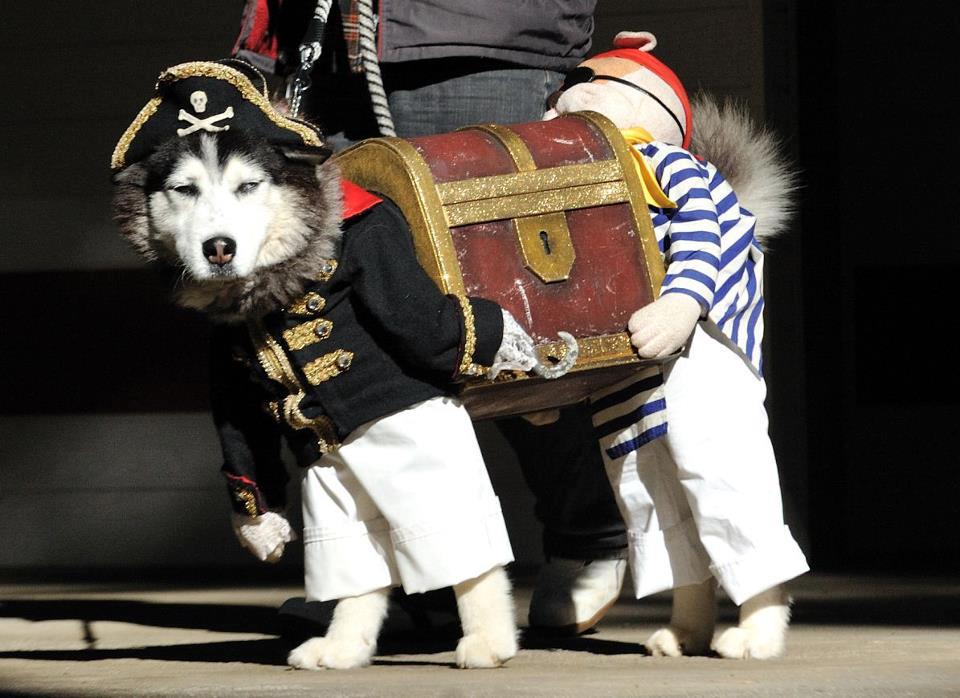 best dog halloween costume