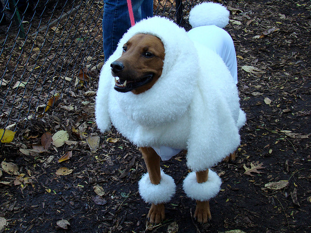 best dog costume