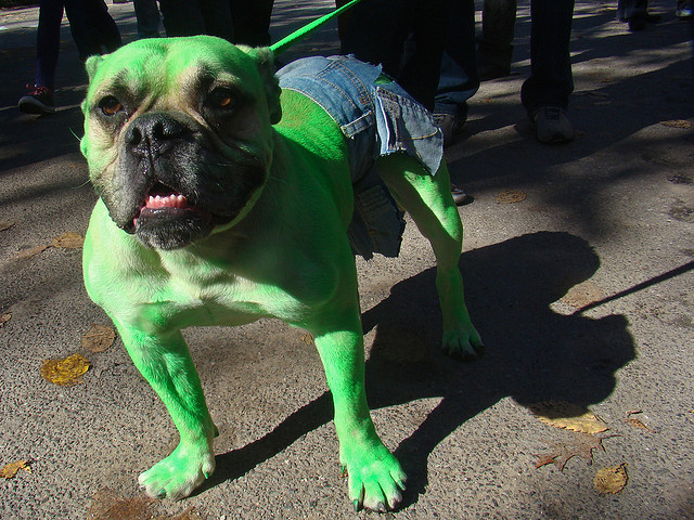 dog halloween costume