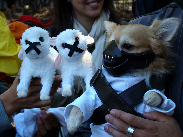 best dog halloween costume