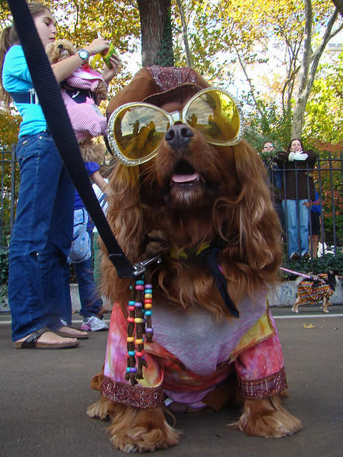 best dog halloween costume