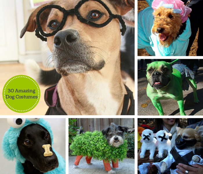 amazing dog costumes for halloween