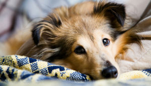 7 Tips For Cleaning up Dog Hair.
