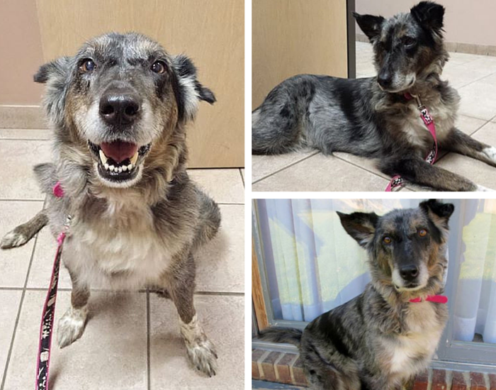 adoptable collie mix michigan