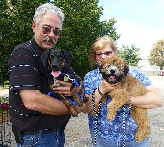 shelter dogs smiling adoption