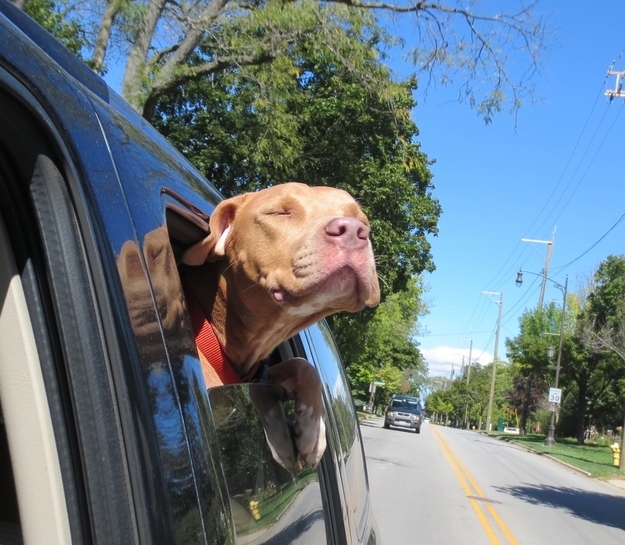 Freedom Ride via One Tail at a Time in Chicago