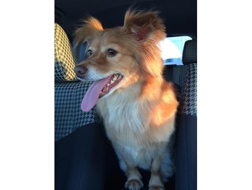 unexpected wisdom panel results dog dna