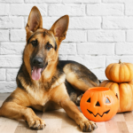 7 Simple Halloween Safety Tips for Your Dog