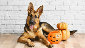 7 Halloween Safety Tips For Your Dog