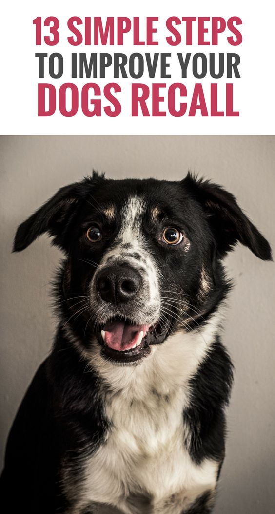 Does your dog come when called? Would you like a way to keep your dog from running away? Here's 13 simple steps you can take to improve your dogs recall.