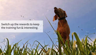 13 Simple Steps to Improve Your Dogs Recall - Puppy Leaks
