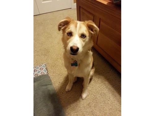 unexpected wisdom panel results dog dna