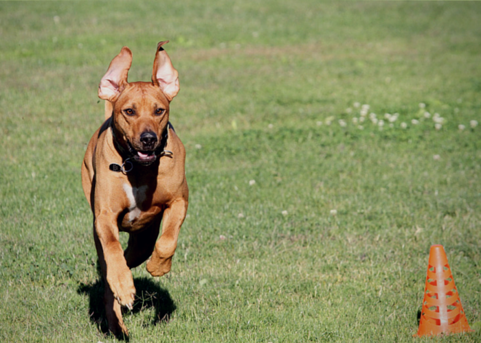 lure coursing