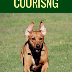 The Beginners Guide to Lure Coursing