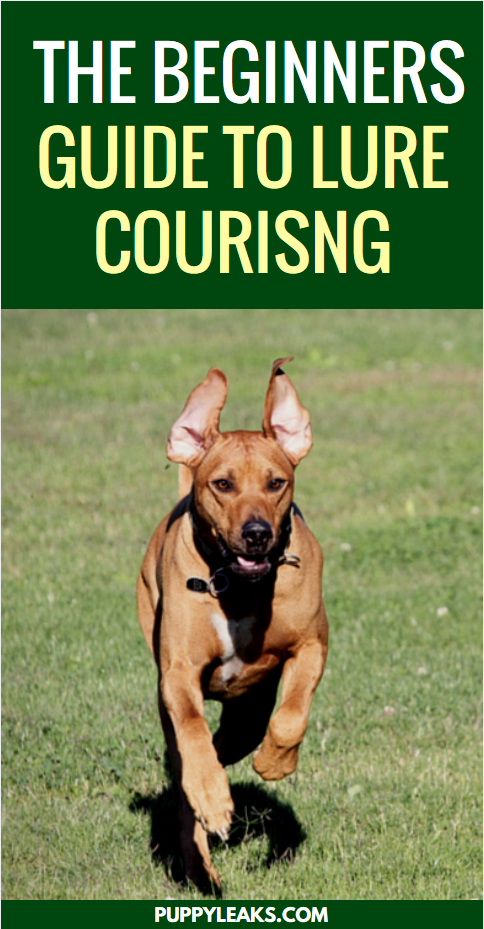 The Beginners Guide to Lure Coursing for Dogs - Puppy Leaks