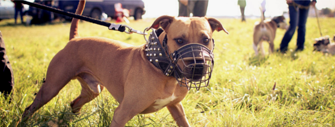 lure coursing