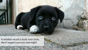 13 Simple Steps to Improve Your Dogs Recall - Puppy Leaks