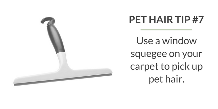 10 Tips for Cleaning Up Pet Hair