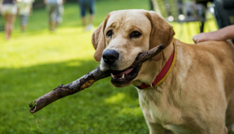 13 Simple Steps to Improve Your Dogs Recall - Puppy Leaks