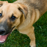 13 Simple Steps to Improve Your Dogs Recall