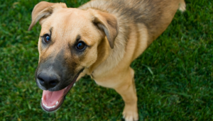 13 Steps to Improve Your Dogs Recall