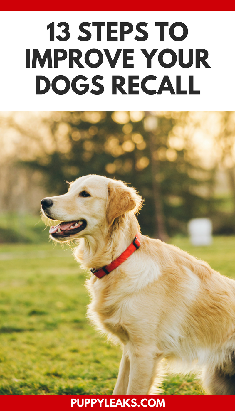 13 Steps to Improve Your Dogs Recall