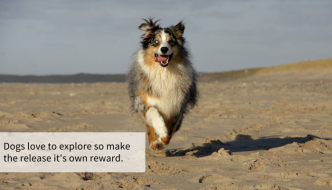 13 Simple Steps to Improve Your Dogs Recall - Puppy Leaks