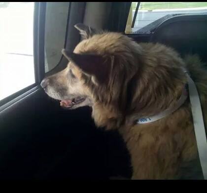 shelter dogs smiling 