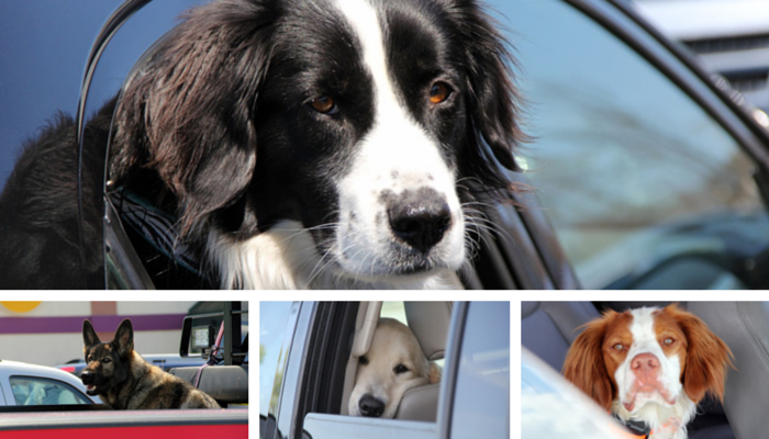 dogs waiting in cars