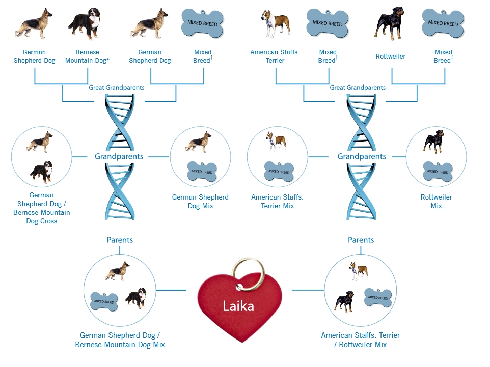 wisdom panel results