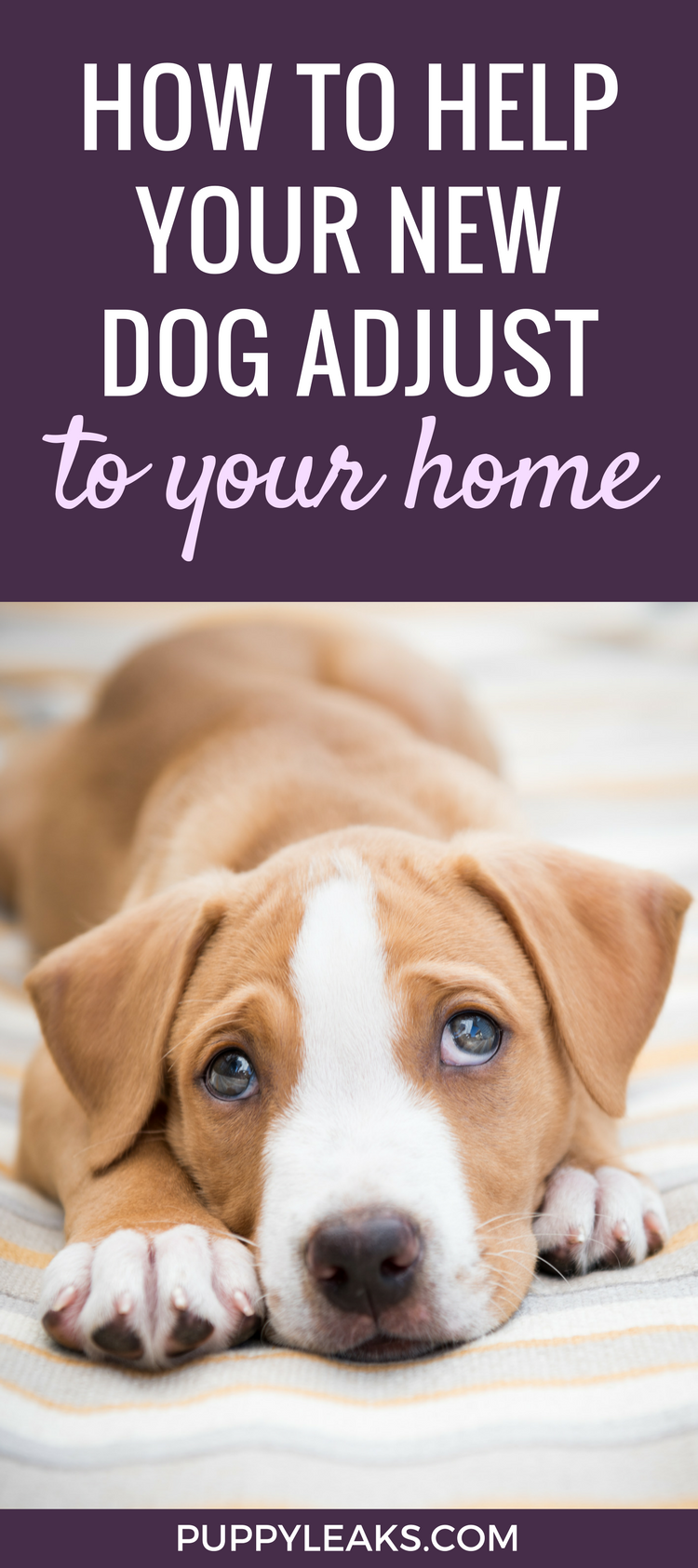 Whether you're getting a new puppy or adopting an older dog you can expect your new four legged family member to take a few days to settle in. These tips will help your new dog adjust to your home, and they'll help start you off on the right foot when it comes to forming a strong bond with your dog. Here's how to help your dog feel comfortable in their new home. 10 Tips for Helping Your Dog Adjust To Their New Home