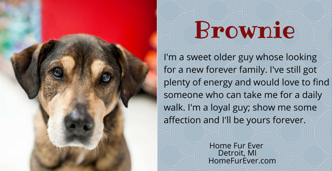 brownie adoptable dog michigan