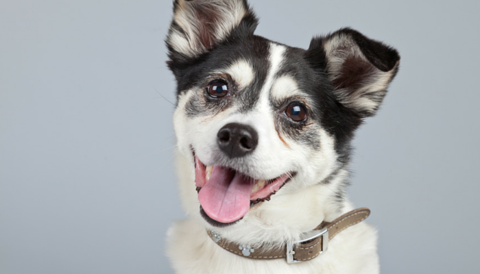 how long does it take for puppy to adjust to new home