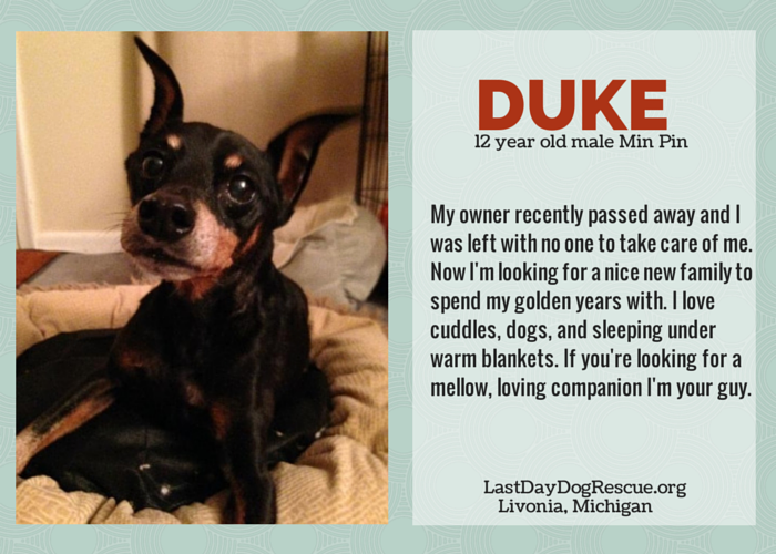 duke the min pin adoptable in michigan